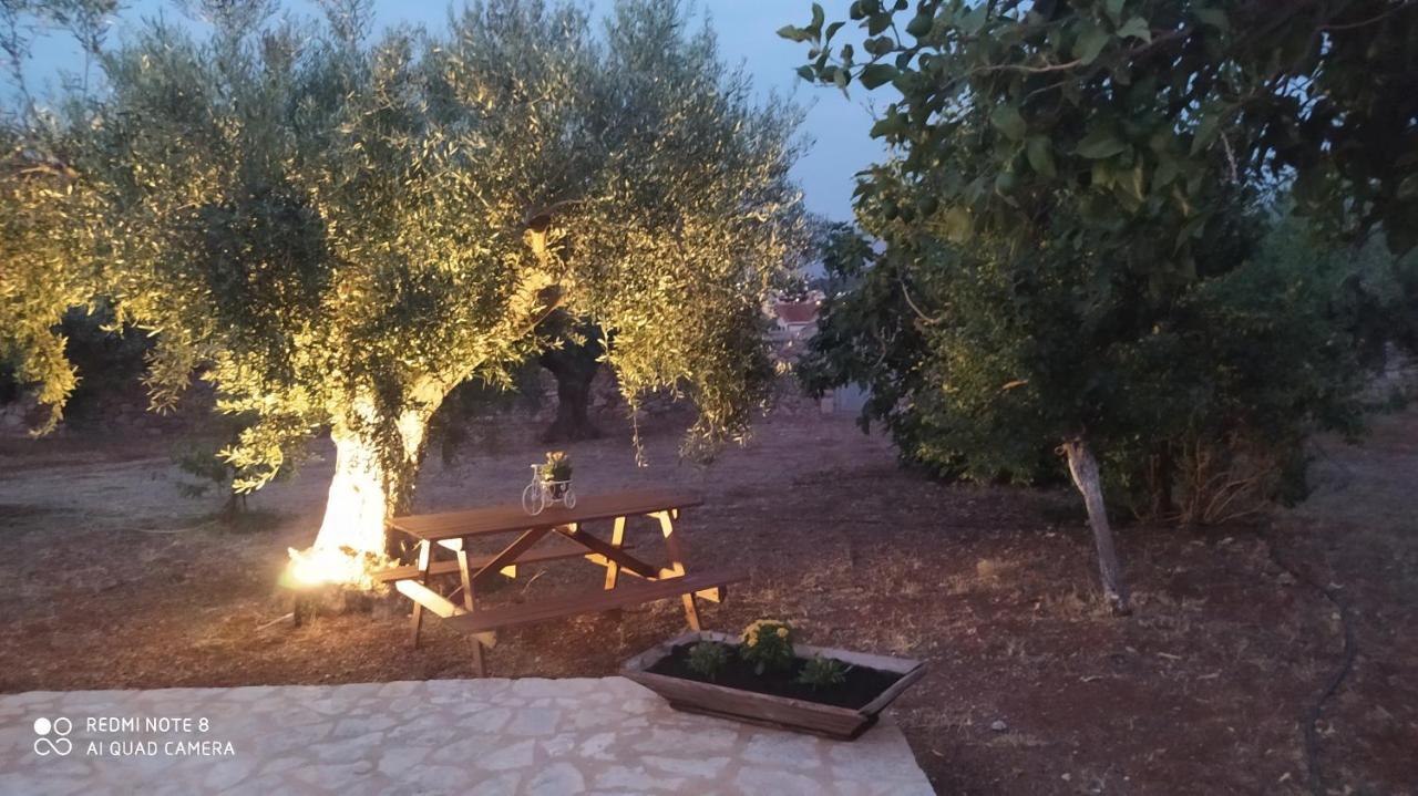 In The Olive Trees * Galaxidi