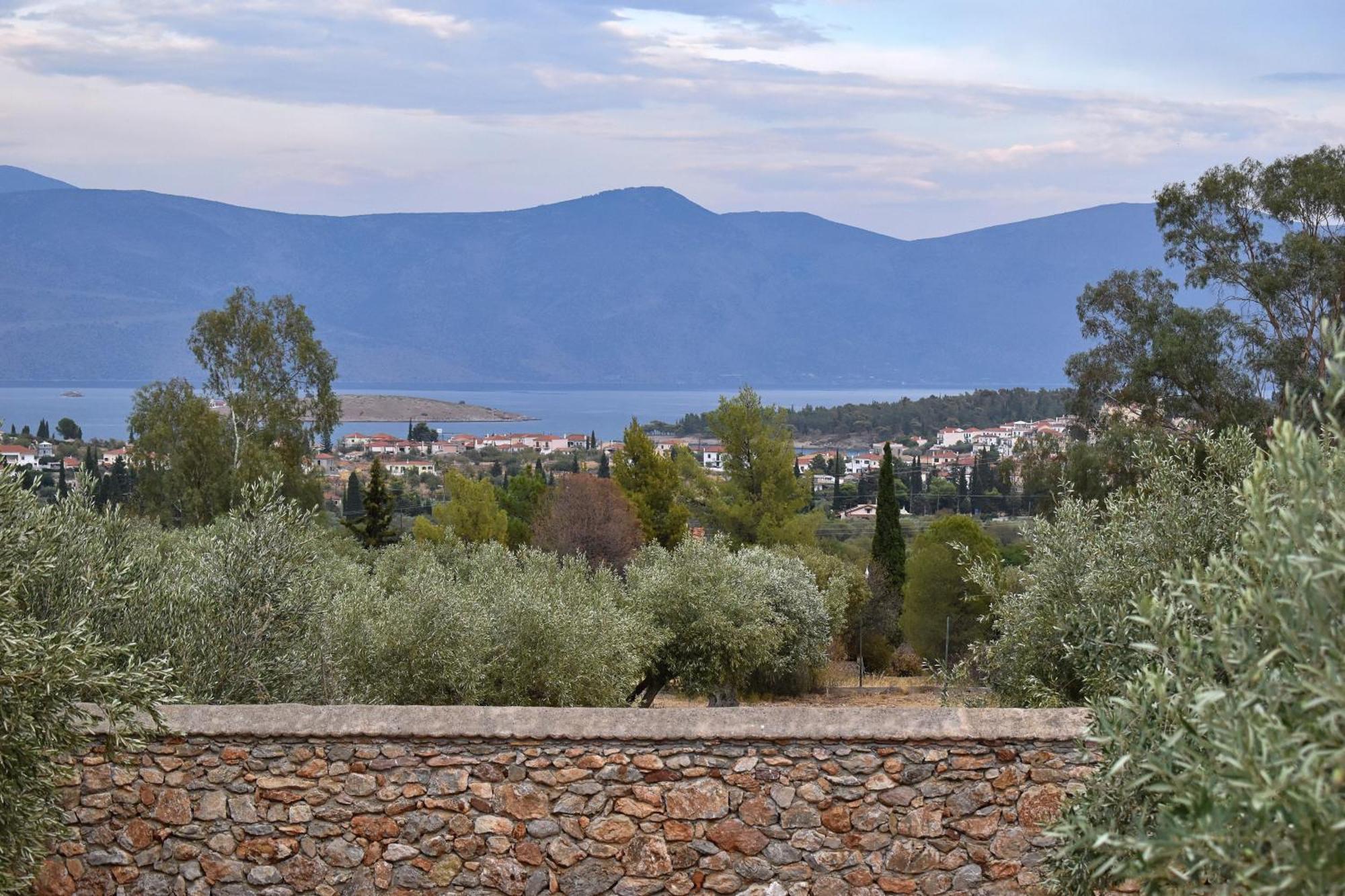 In The Olive Trees