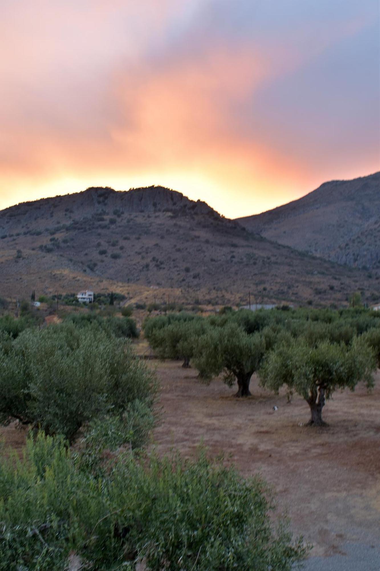In The Olive Trees Country house *